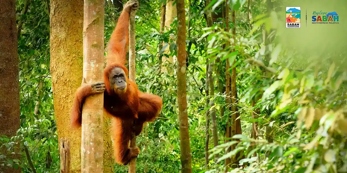 Borneo Discovery with Kuala Lumpur City Stop